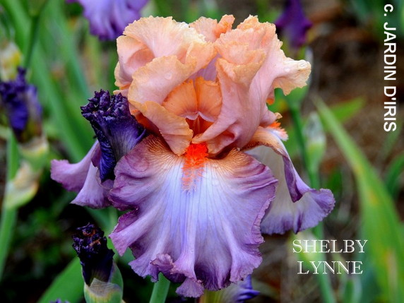 Iris germanica “Shelby Lynne”